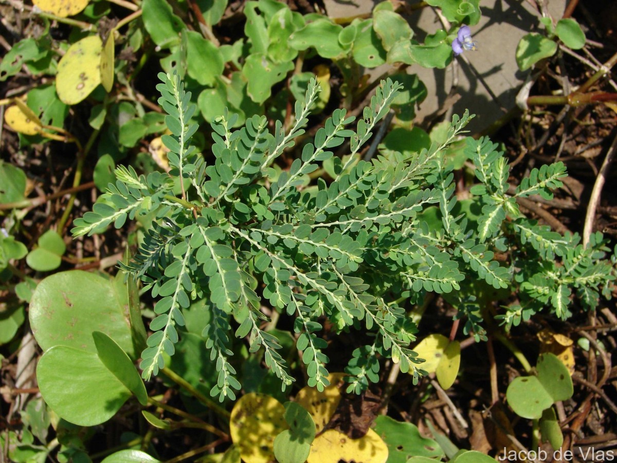 Phyllanthus amarus Schumach. & Thonn.